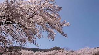 【岐阜県養老郡　養老公園の桜】　2023年3月27日（月）　　Gifu-Japan