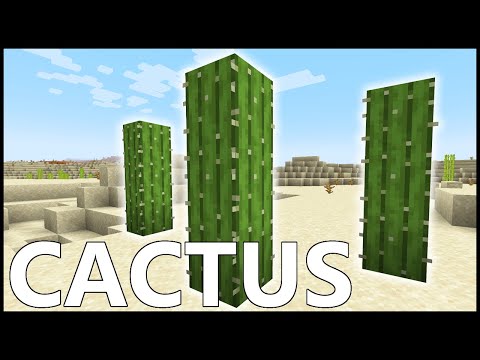 How to get cactus in minecraft