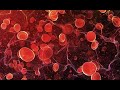 Haematology 101: Exploring the World of Blood Tests (3 Minutes)