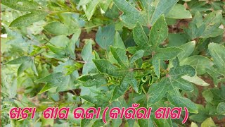 Khata Sago Bhaja!! ଖଟା ଶାଗ ଭଜା (କାଉଁରା଼ ଶାଗ )