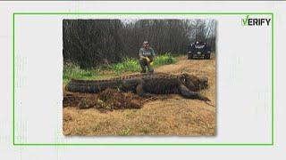 Yes, this photo of a massive alligator is real.