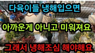 낼부터 강력 #한파특보 #냉해 입은 #다육이 보는내내 속상하니까 #난방 신경써서 피해없이잘지나갔으면~좀힘들어도 #다육이들 한테받는 #행복 은 그이상이니까 #비닐하우스 #노지 ⚠️