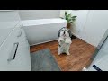 Shower time for My Smart Shihtzu Buddy