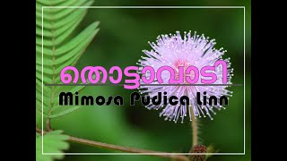 കേരളത്തിൽ സർവ്വസാധാരണമായി കാണപ്പെടുന്ന ഒരു ഔഷധ സസ്യമാണ് തൊട്ടാവാടി.