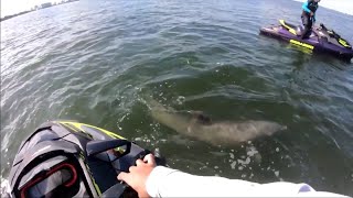 Two men rescue dolphin in distress while on personal watercrafts in Biscayne Bay