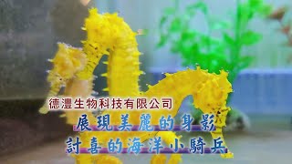 年代『點亮新臺灣』德灃生物科技—展現美麗的身影 討喜的海洋小騎兵