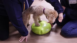 インナーマッスルトレーニング♪①～もなかちゃんVer.～動物専門学校 トリマー 動物看護師 アクアリウム 動物のお仕事