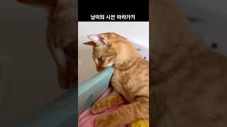 냥이의 시선끝에..