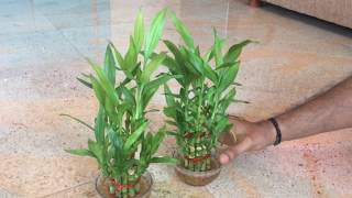 Moongil Chedi - Lucky Bamboo Plant - Money Attracts Plant