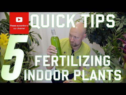 How do I know if my plant needs fertilizer?