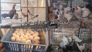 محمية العم ابو حيدر في بغداد/الزعفرانية انواع الدجاج اليوم الأربعاء 2023/3/1