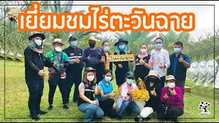 🎯เยี่ยมชมอินทผาลัมไร่ตะวันฉาย ปี64  #เพาะเมล็ดก็สำเร็จได้#สนใจต้นกล้า☎️061-559 6651 ☎️065-591 6156