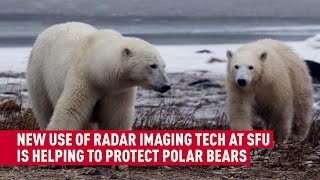 Polar bear conservation research aided by SFU radar technology