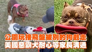 公園玩接飛盤被別的狗截走　美國惡霸犬耐心等家長溝通｜精選影片｜寵物動物