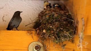 Hausrotschwanz - Black Redstart