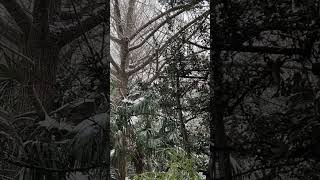 現在の状況です❄️【音量注意】