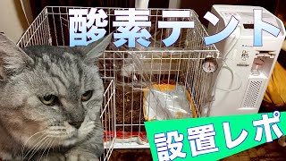 【じと目猫のみゅう】ついに酸素テントが家にきました！！【＃4】