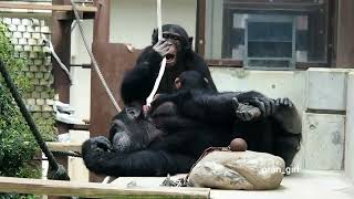 スカイくんとロッキーと遊ぶ素敵なイクメンのロイくん😊とべ動物園 チンパンジー