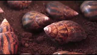 Trisolace Ghana Limited Snails money free