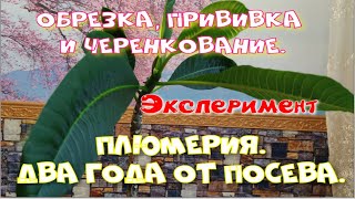 Плюмерия  Обрезка и черенкование. (Ч.2)