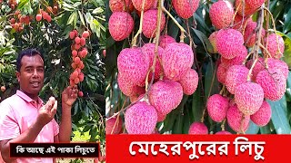 lichu bagan । মেহেরপুরের লিচু । Meherpur Lichu ।  কি আছে লিচু ফলে । @meherpurerkrishi