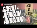 RARE SAFOU FRUIT - AFRICAN AVOCADO