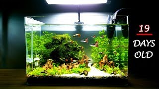 Cara Membuat Aquascape Untuk Pemula Amatir