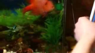 Дрессированная  рыба цихлида красный попугай (Trained Red Parrot Cichlid)