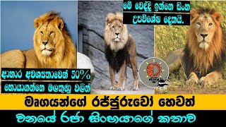 අතීතයේ ශ්‍රී ලංකාවේ සිංහයෝ හිටියද?- MindSpot