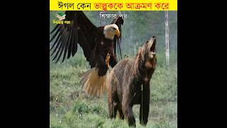 ঈগল কেন ভাল্লুককে আক্রমণ করে || eagle attack bear eyes || #shorts #eagle #শিক্ষারপথ #unknownfacts