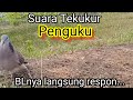 Suara Tekukur penguku,,, BLnya langsung respon...