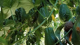 ฟักแม้วหนาม🥒แปลกๆลูกใหญ่มากก!🥬แม่บ้านอเมริกา🌱The giant Chayote squash