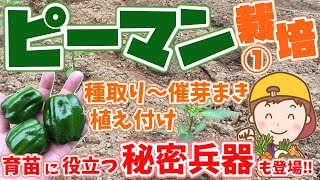 【家庭菜園】ピーマン栽培①～種取り～芽出し～植え付け～