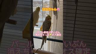 #オカメインコのいる暮らし #オカメインコ #セックスリンクドイエローチーク #slycエメラルドシナモン #何気ない日常 #癒し #かわいい #幸せな時間 #ななんとゆかいな仲間たち