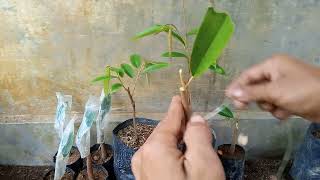 Sambung bonggol Durian