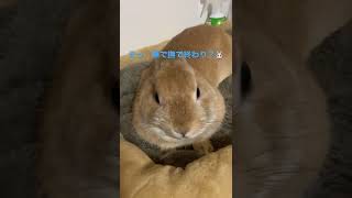 また明日ね【うさぎ飼育】#shorts #うさぎ #うさぎ飼育 #ネザーランドドワーフ #bunny #rabbit #おうち時間