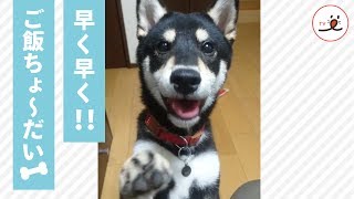 「早くちょ～だい！」柴犬くんの可愛すぎる全力おねだりにメロメロ🐕💕【PECO TV】