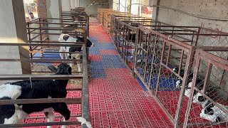 Intelligent Calf Raising Technique at Al Riza Dairy Farm