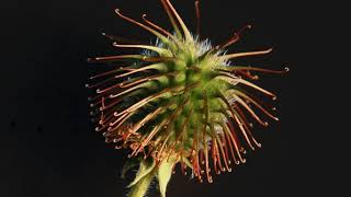 Bio-inspired engineering | Wikipedia audio article