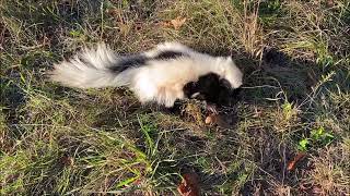 OldGuyDIY Skunk Trapped in Conibear 220 Trap Set For Woodchuck Under Barn Door At Out Building