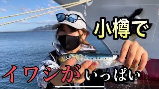 小樽イワシがいっぱい見えるけど、釣れない時、、これやったら釣れた‼️