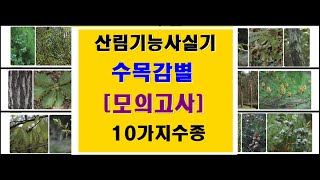 산림기능사실기[수목감별]모의고사10가지[1편]