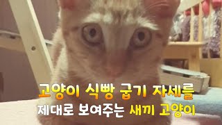 고양이 식빵 굽기 자세를 제대로 보여주는 비오는날 3일만에 구조한 새끼길고양이 애교 #shorts