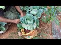 how to tie cabbage header