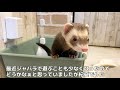 ジャバラトンネル6本つなげてみた【フェレット】