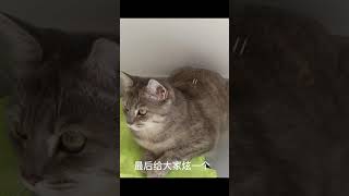 卡塔尔小王子#卡塔尔世界杯 #fifaworldcup2022 #世界杯2022 #cat #卡塔尔世界杯