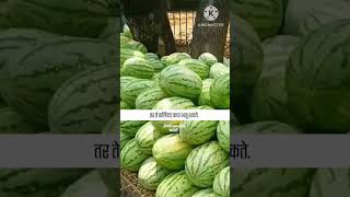 कस ओळखायचं की कलिंगड गोड आणि पिकलेले आहे🍉 #watermelon #short