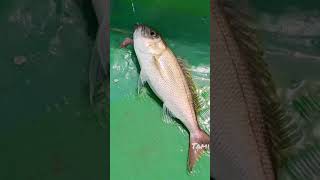 traditional hand line fishing in deep sea