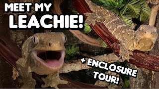 Meet My ANGRIEST Reptile | Rin the Leachianus Gecko