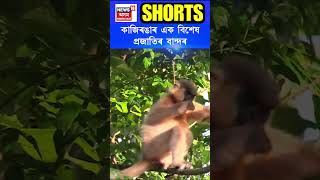 Kaziranga ৰ এক বিশেষ প্ৰজাতিৰ বান্দৰ Capped Langur বা টুপি মুৰীয়া বান্দৰ | Assamese News #shorts